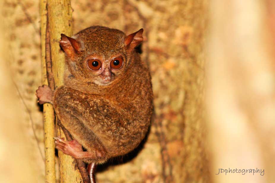 tangkoko tour