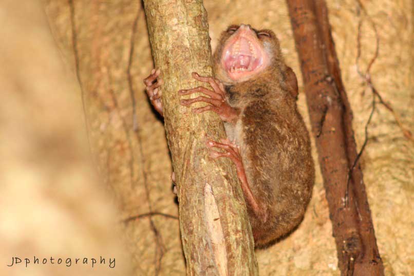 tangkoko tour