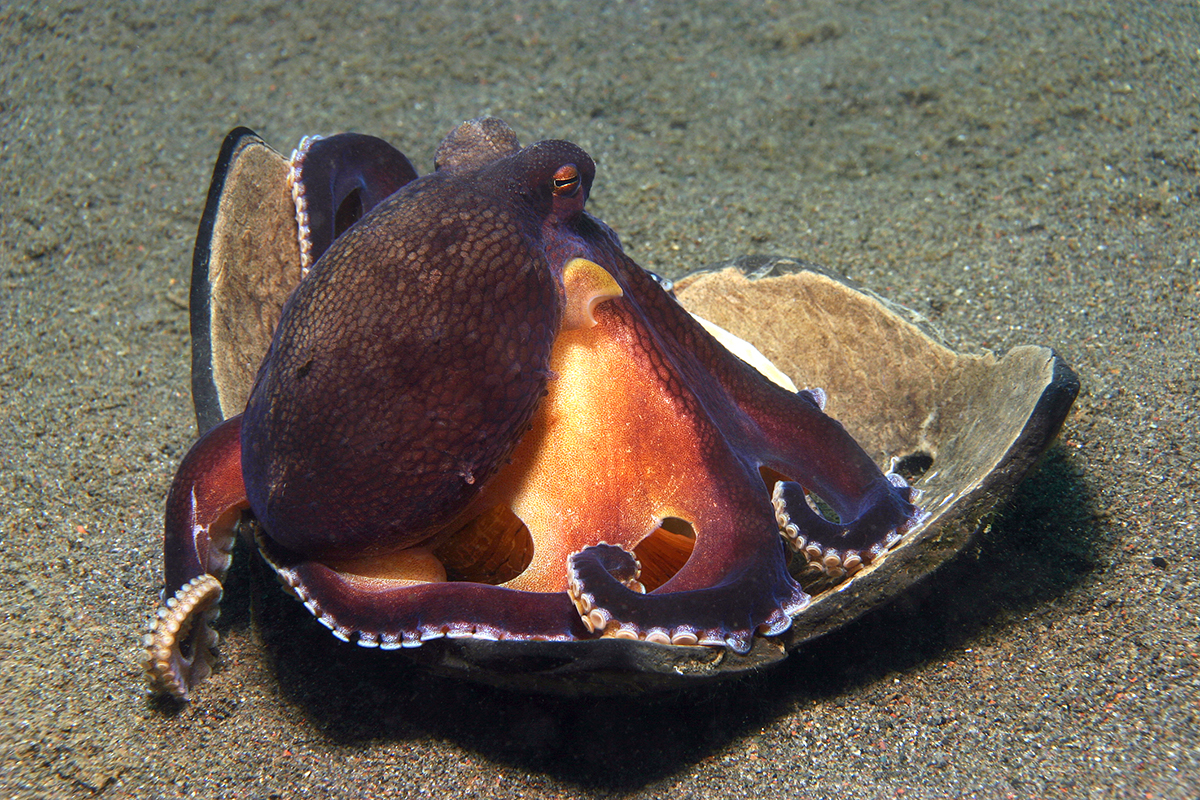 Coconut Octopus at Lembeh Straits 