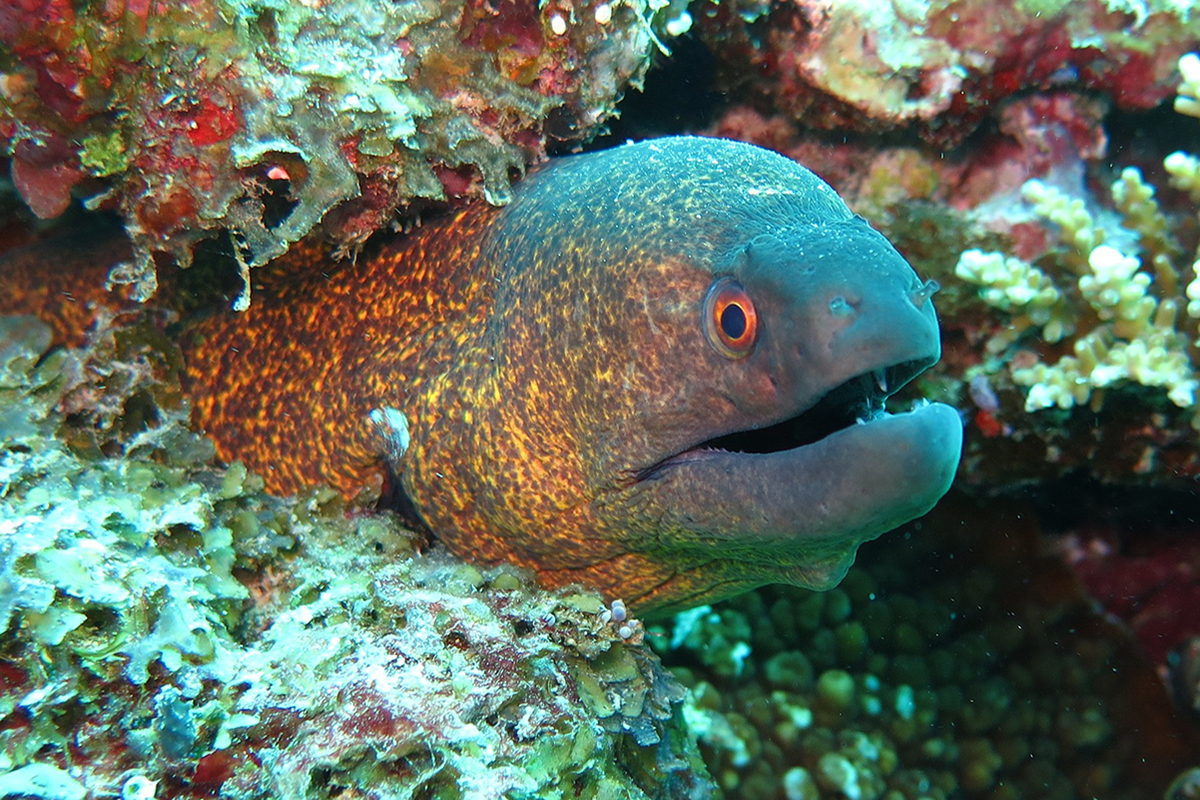 Moray eels at Bangka archipelago