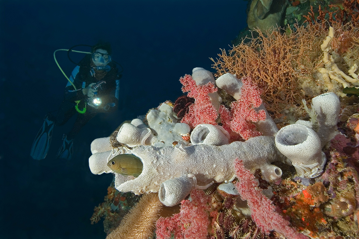 Diving in Bunaken National Marine Park