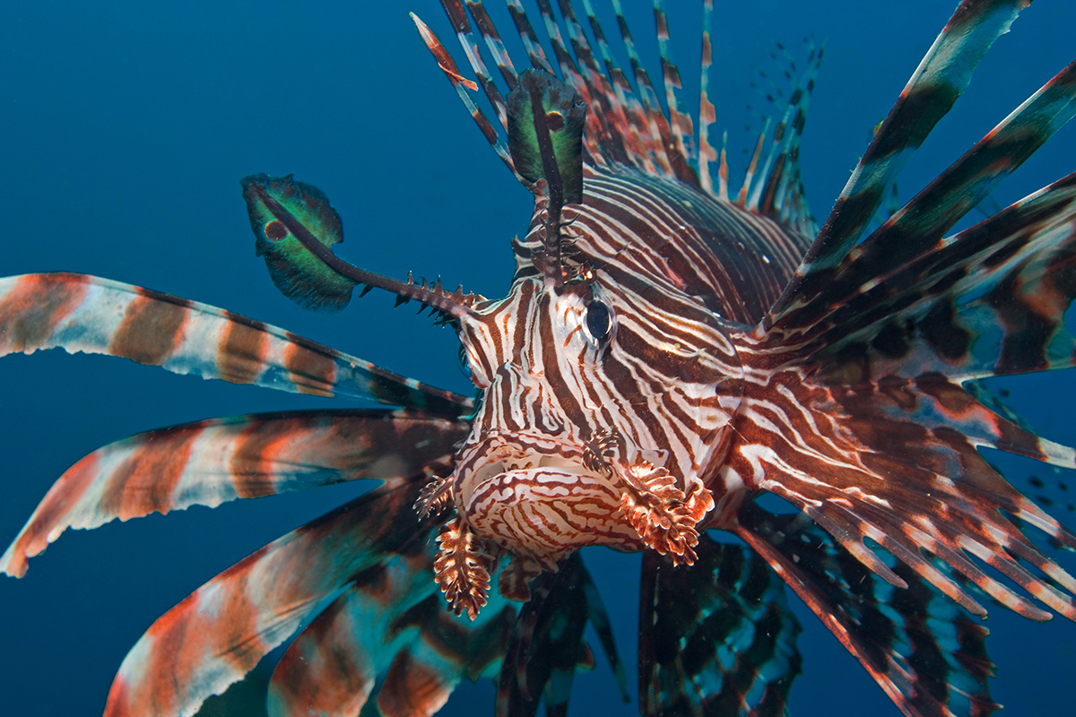 Scorpion fish at Batu Mandi and Paradise Jetty