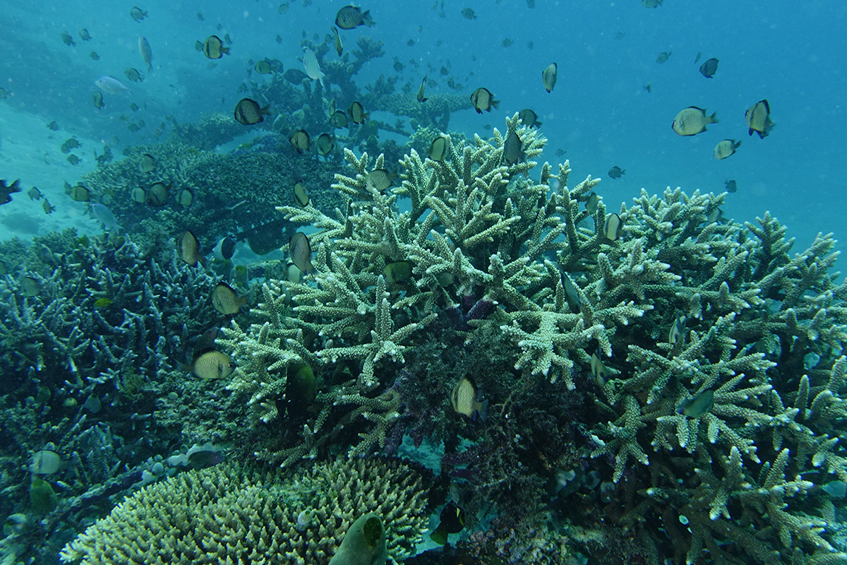 Biorock reefs at Gangga Island, North Sulawesi, Indonesia