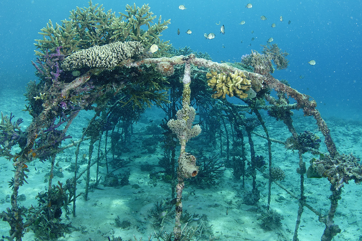 Biorock reefs at Gangga Island, North Sulawesi, Indonesia