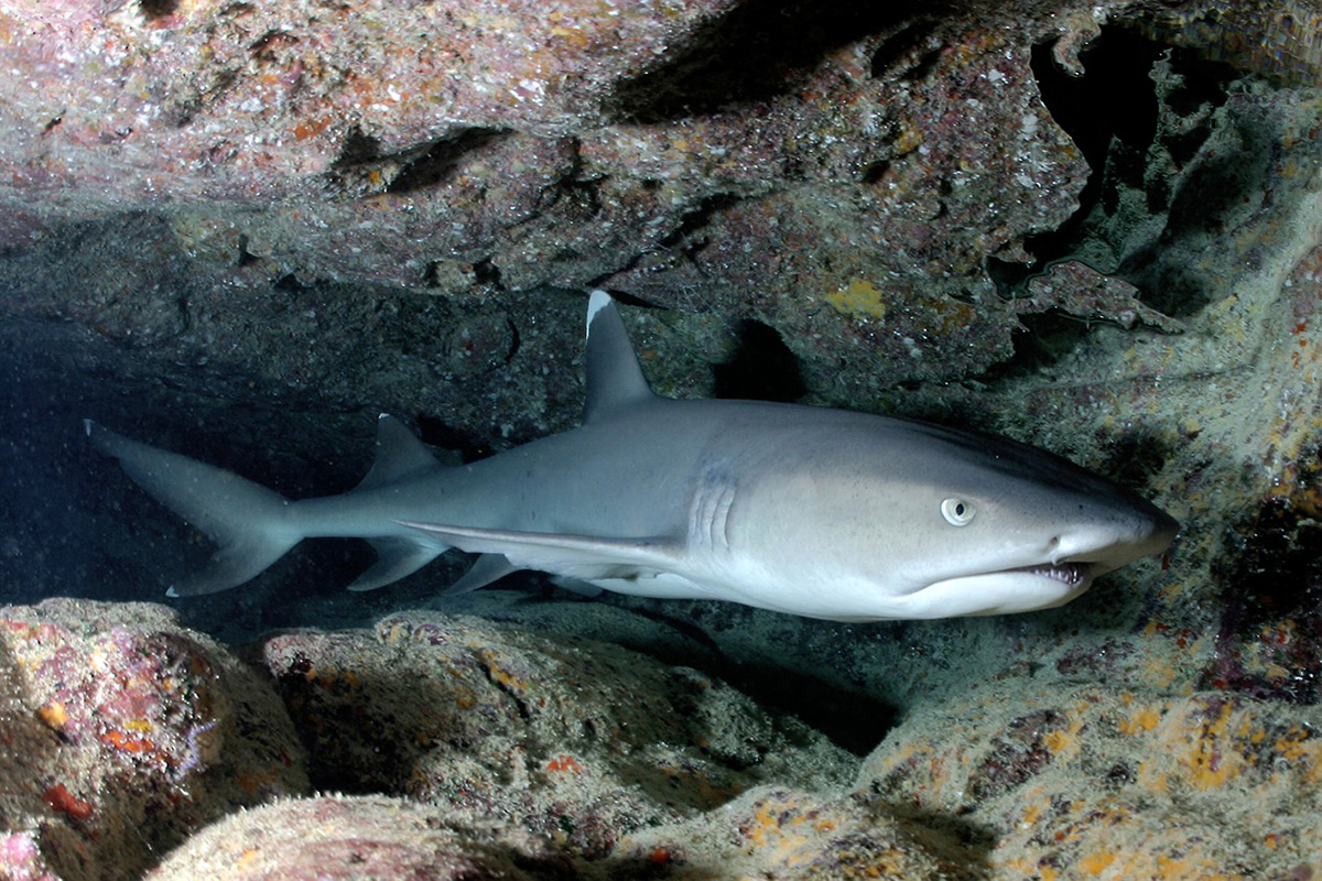 Shark Reef at Gangga Island