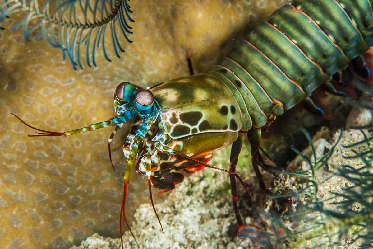 Mantis Shrimp at Gangga Island, North Sulawesi