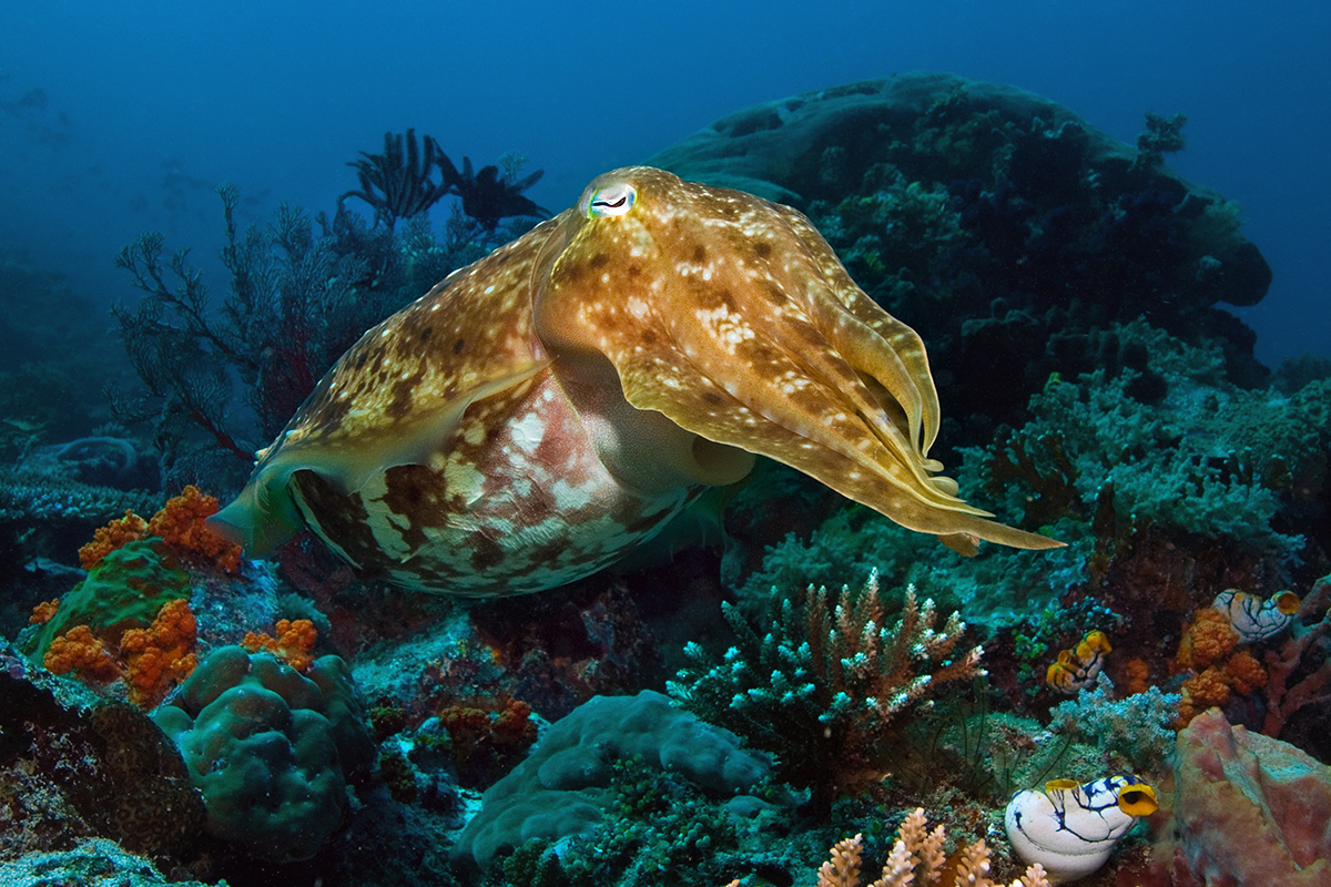 When is the Best Time to Dive Gangga Island in North Sulawesi?