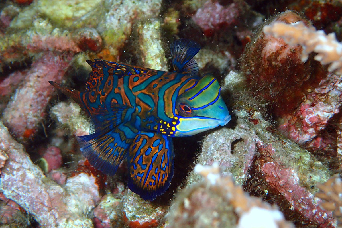 Mandarin Fish at Lihaga island