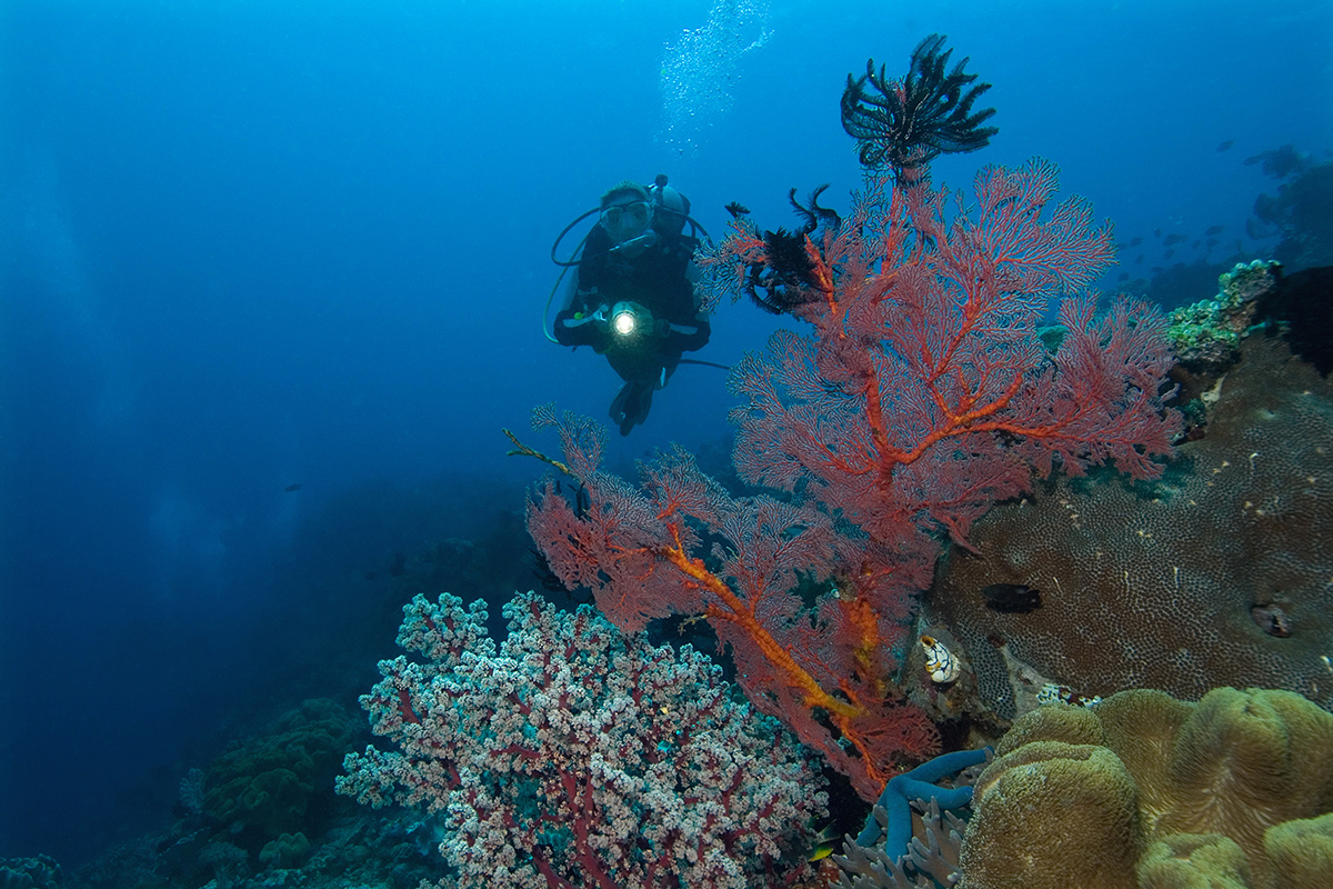 Night Diving at Gangga Island house reef