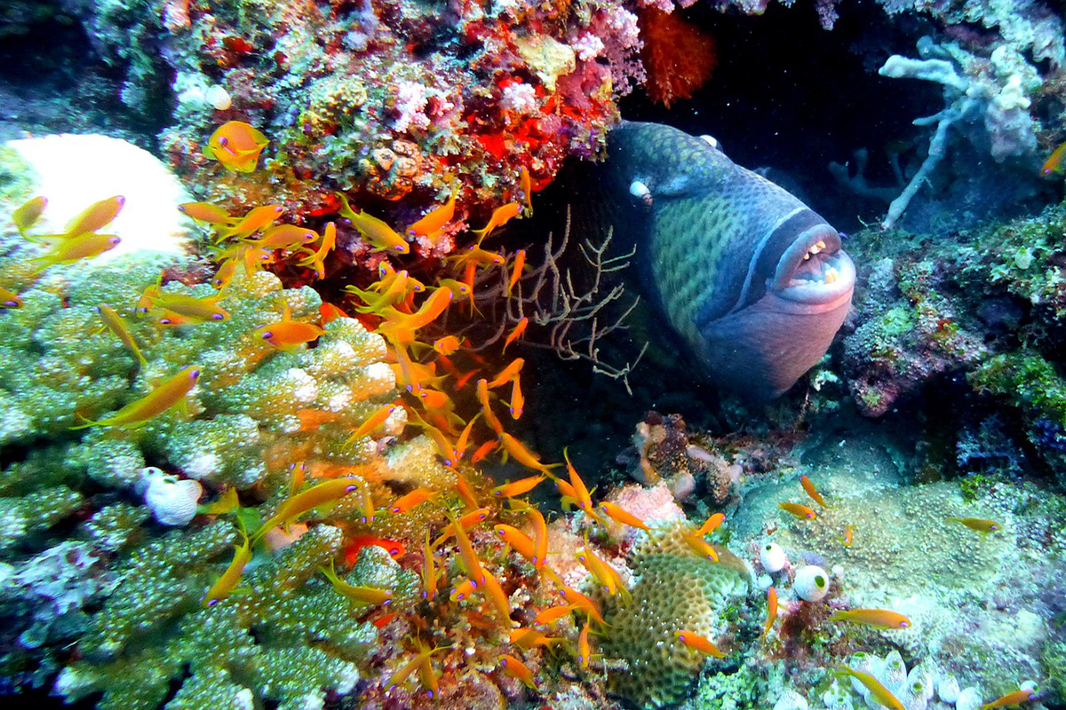 Triggerfish at Gangga Island, North Sulawesi