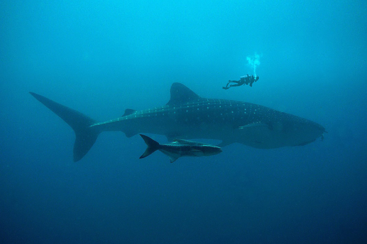 Whale Sharks at Gangga Island, North Sulawesi