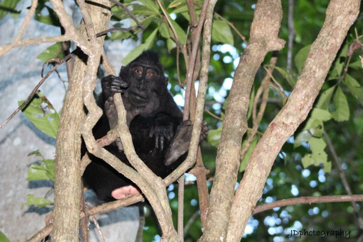 Tangkoko Nature Reserve in North Sulawesi