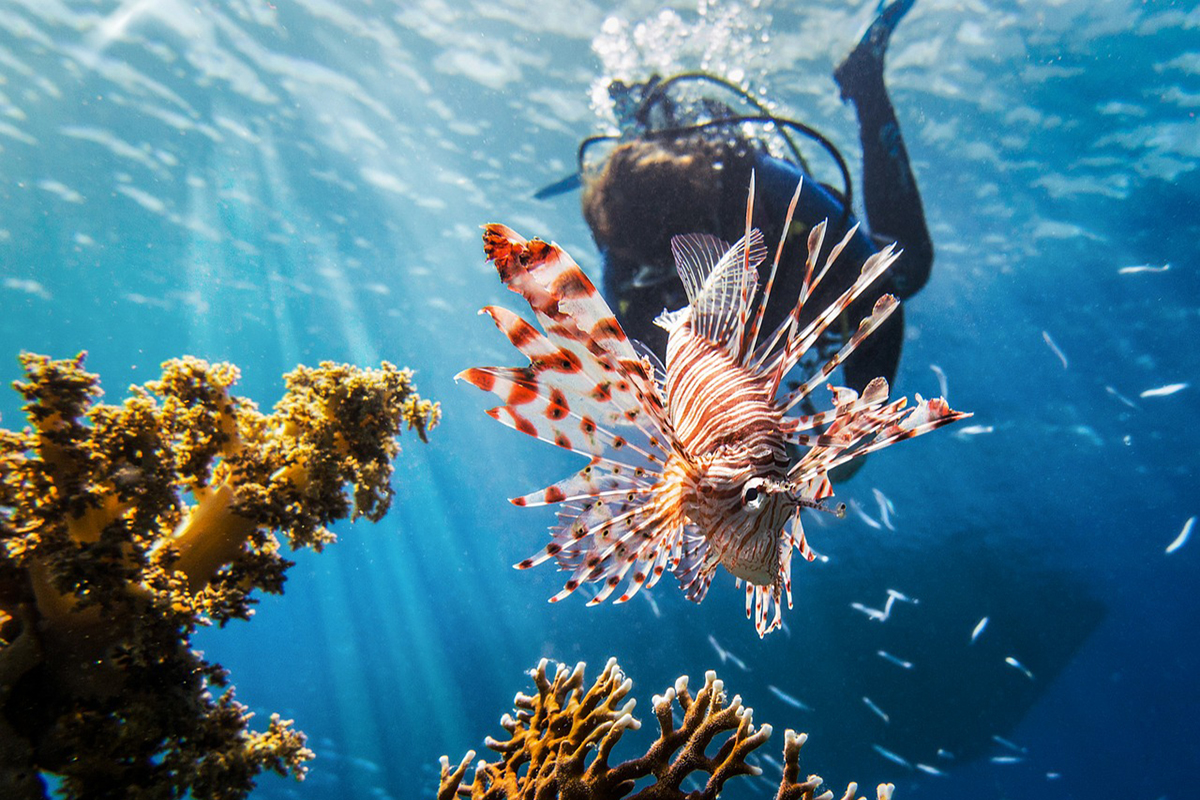 Diving in North Sulawesi