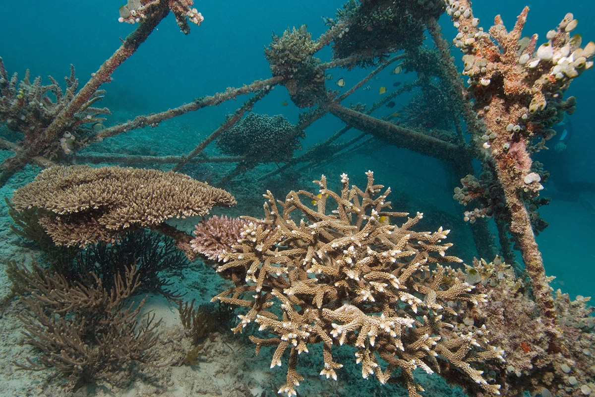 Biorock Anti Wave reefs at Gangga Island in North Sulawesi, Indonesia