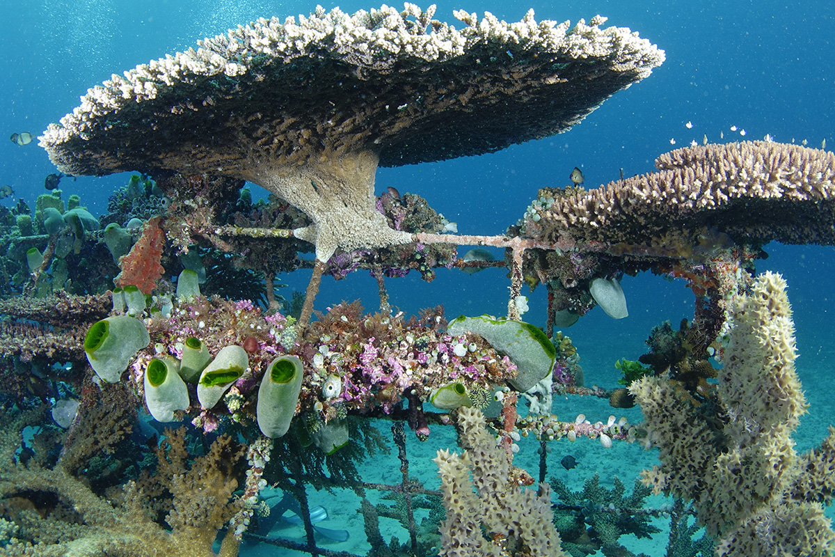 Biorock Anti Wave reefs at Gangga Island in North Sulawesi, Indonesia