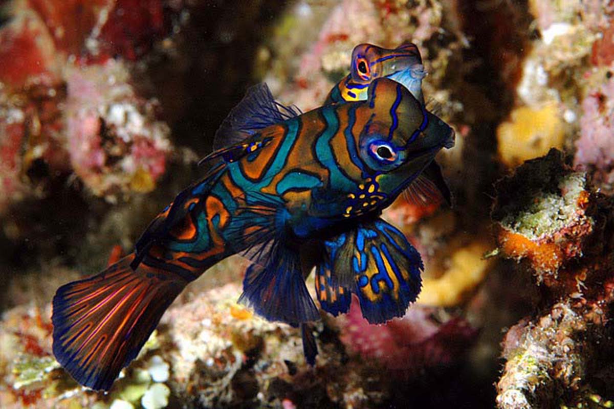 Mandarinfish Mating Behavior