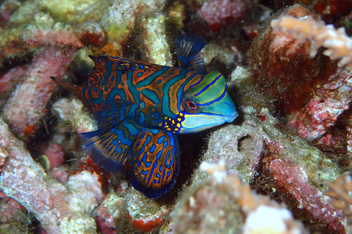 Mandarinfish at Gangga Island, North Sulawesi, Indonesia