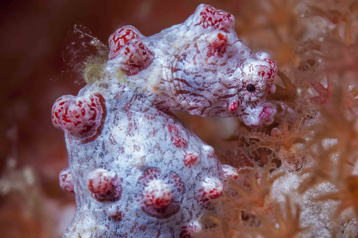 The Magic of Muck Diving Off Gangga Island