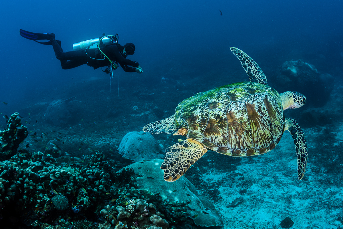 Diving with turtles in Indonesia