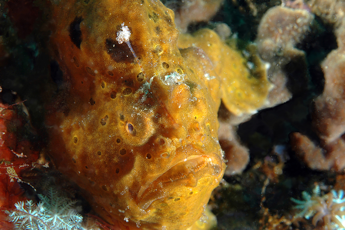 A Guide to the Frogfish of North Sulawesi