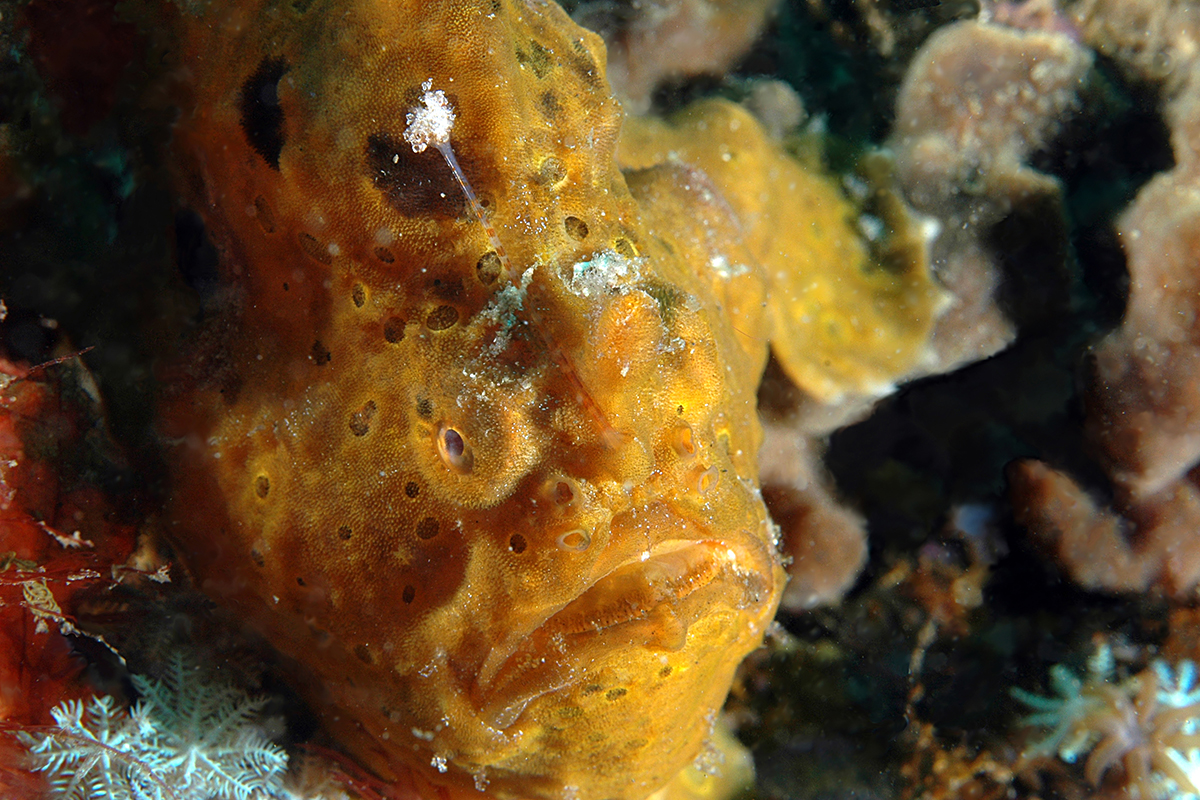 Giant frogfish at Bangka Island - Dive Sites in the Bangka Archipelago