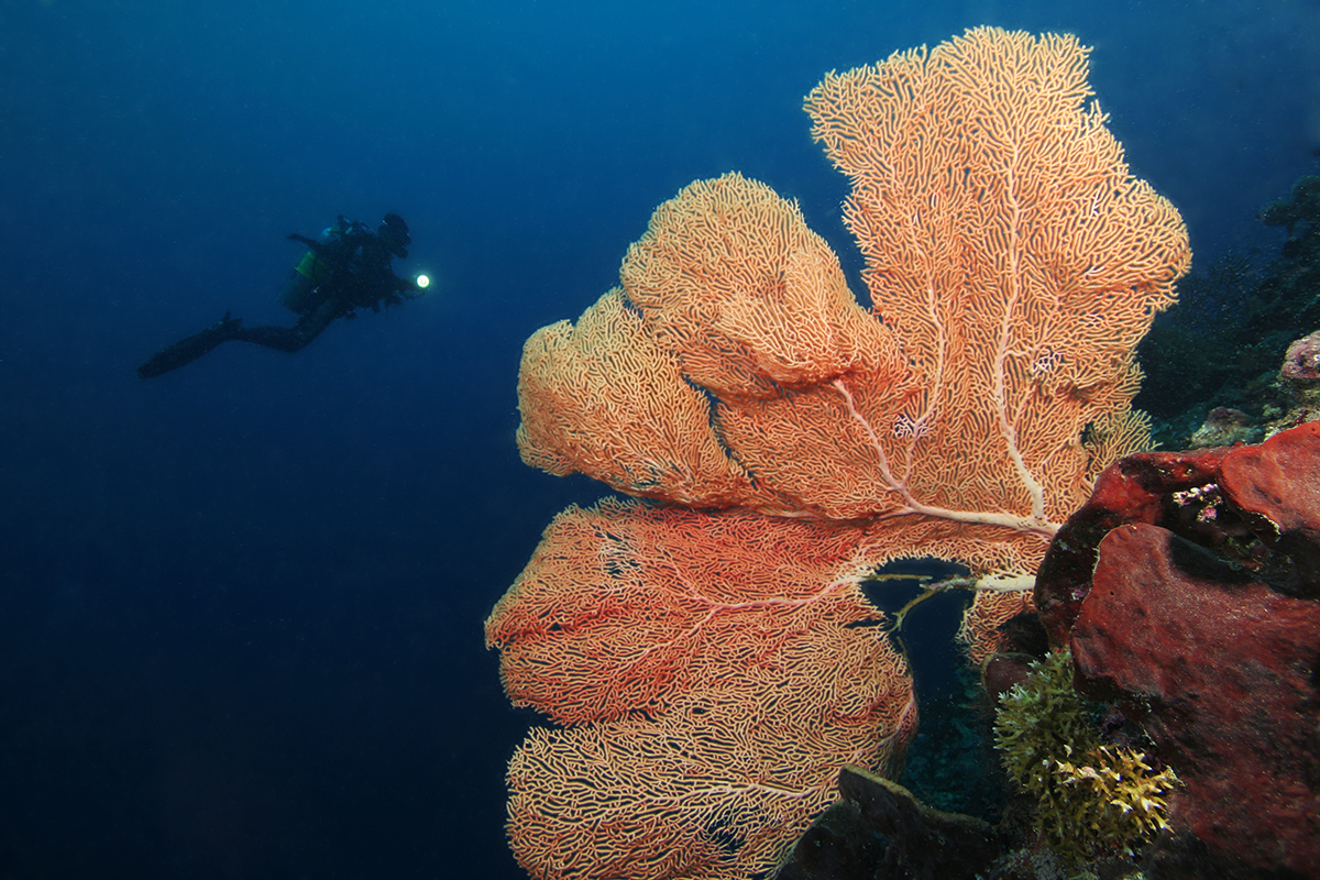 Our Top Tips for Night Diving in North Sulawesi