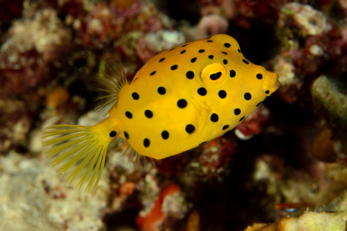 10 Incredible Dive Sites in the Bangka Archipelago