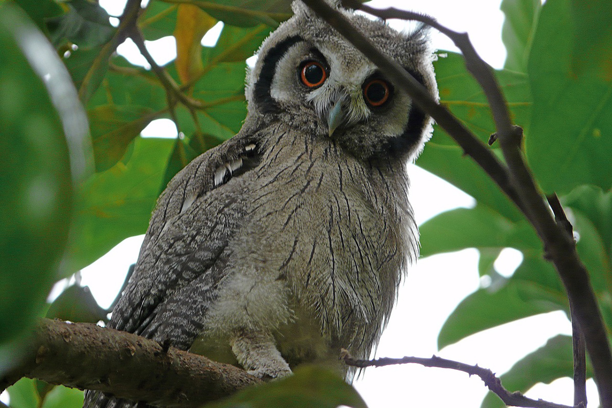 Sulawesi scops owls at Tangkoko Nature Reserve in Manado, North Sulawesi