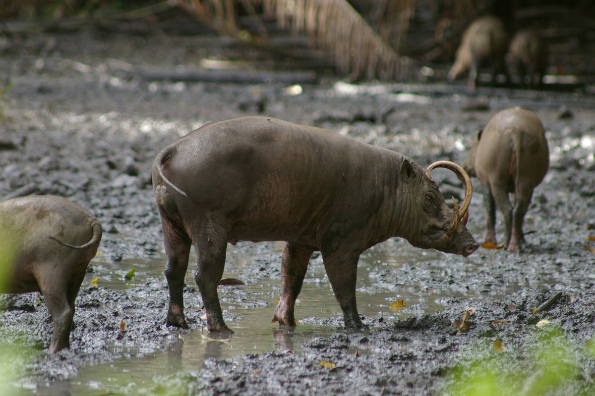 Babirusa on the islands of Sulawesi, Togian, Sula and Buru