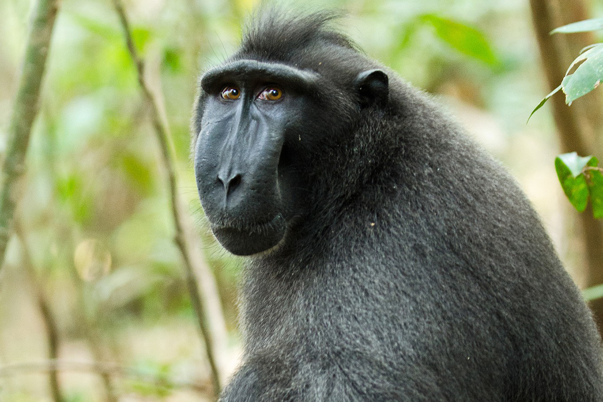 Celebes crested macaque at Tangkoko Nature Reserve in Manado, North Sulawesi