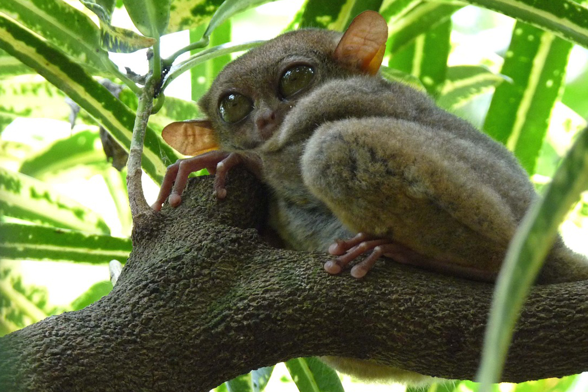 Tarsiers at Tangkoko Nature Reserve in Manado, North Sulawesi