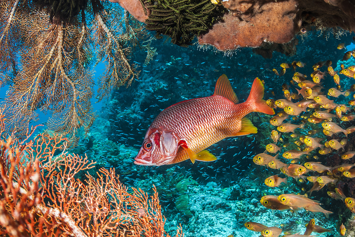 Why do we need coral reefs?