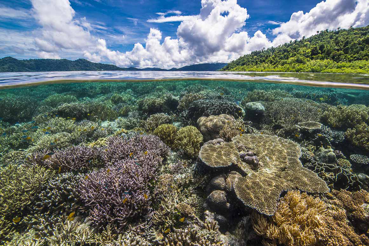 Why do we need coral reefs?