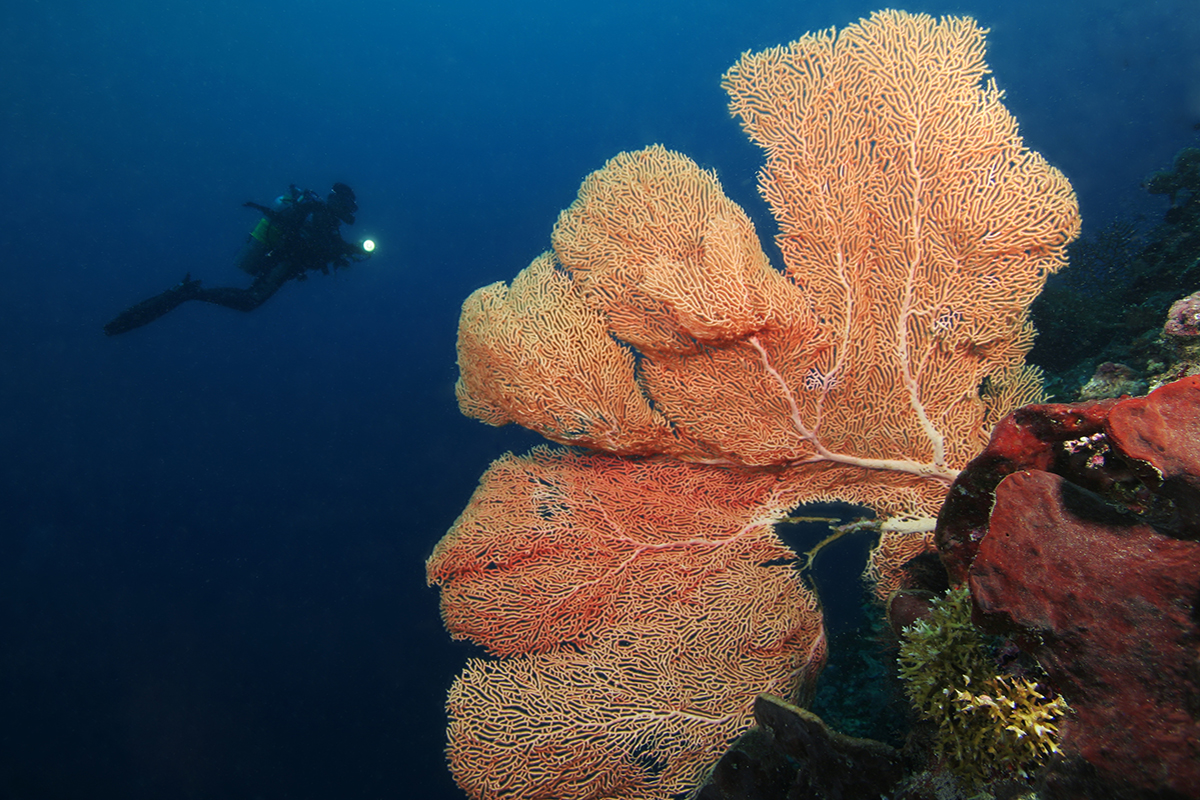 Night Diving at Gangga Island, North Sulawesi