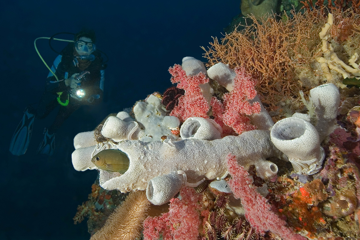 Night Diving at Gangga Island, North Sulawesi