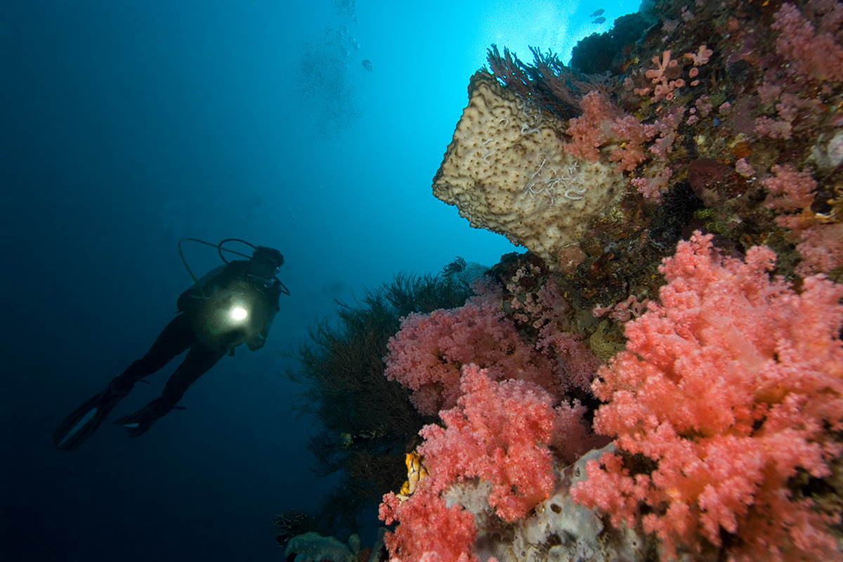 Night Diving at Gangga Island, North Sulawesi