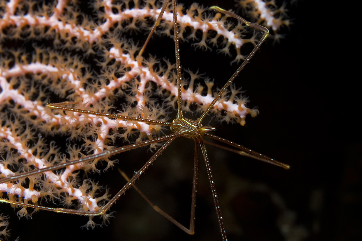 Night Diving at Gangga Island, North Sulawesi