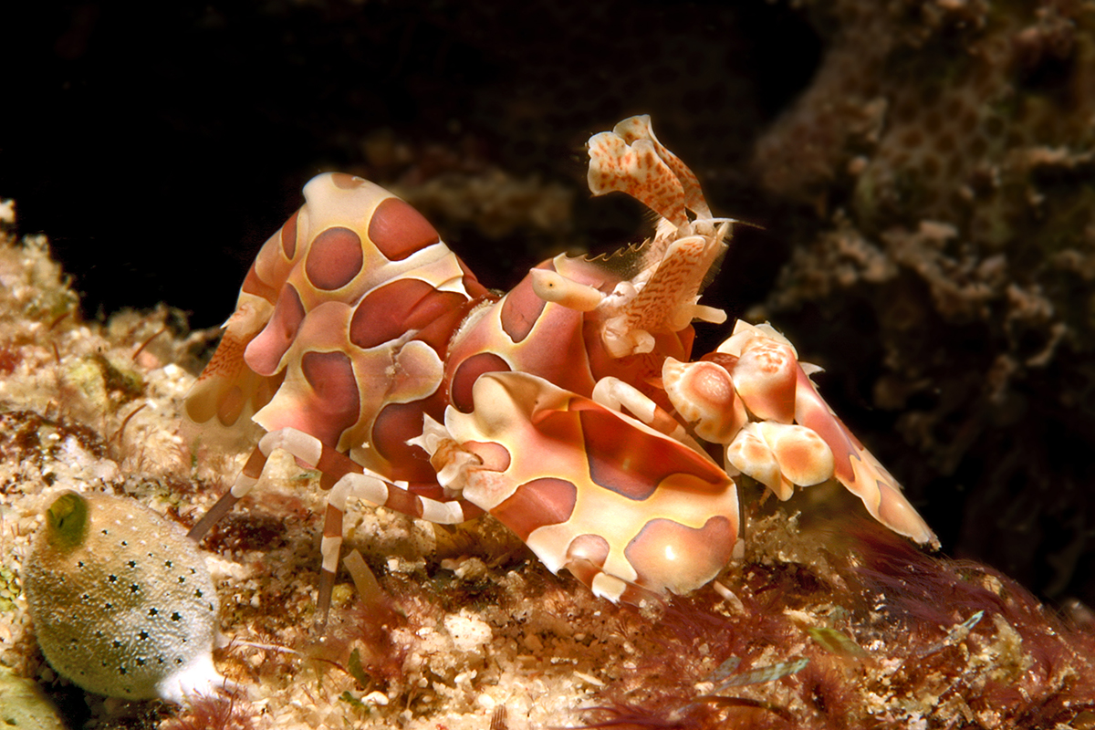 Diving at night around Gangga Island, North Sulawesi