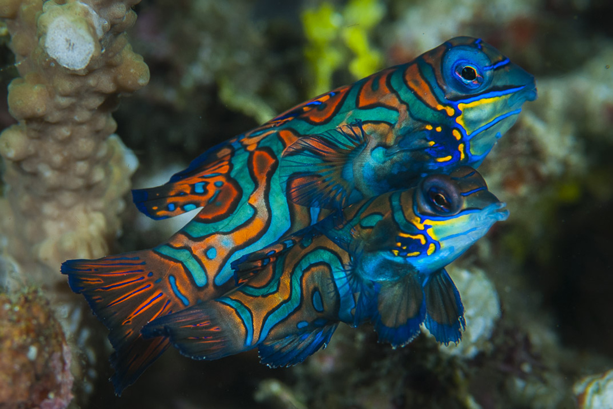 Mandarin fish - Diving Gangga Island House Reef in North Sulawesi