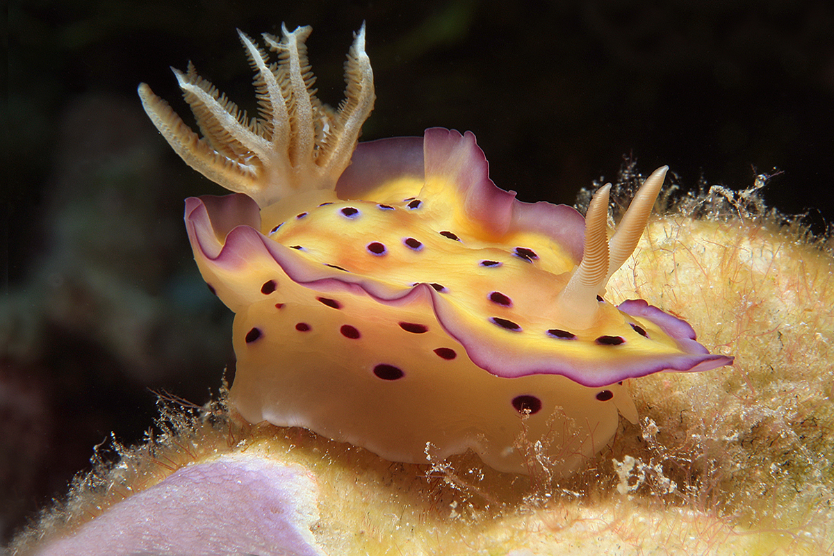 Nudibranchs - Diving Gangga Island House Reef in North Sulawesi