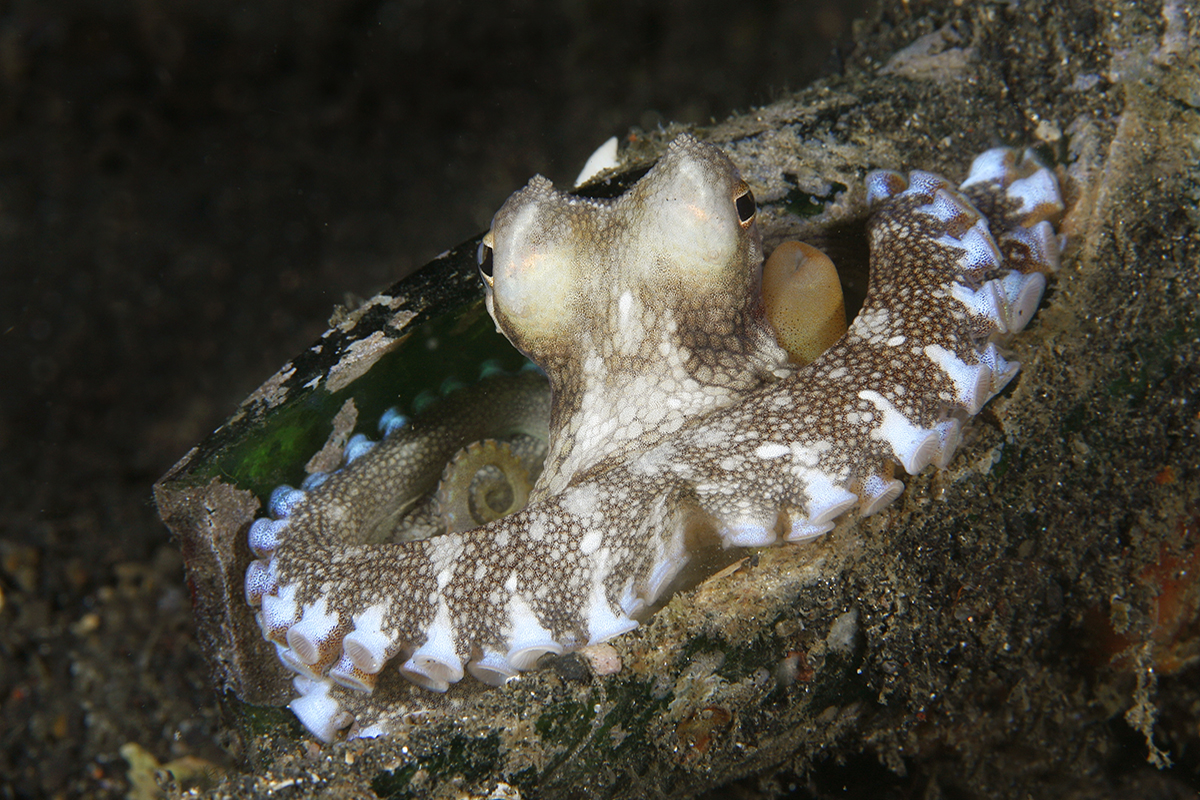 Mimic octopus - Diving Gangga Island House Reef in North Sulawesi