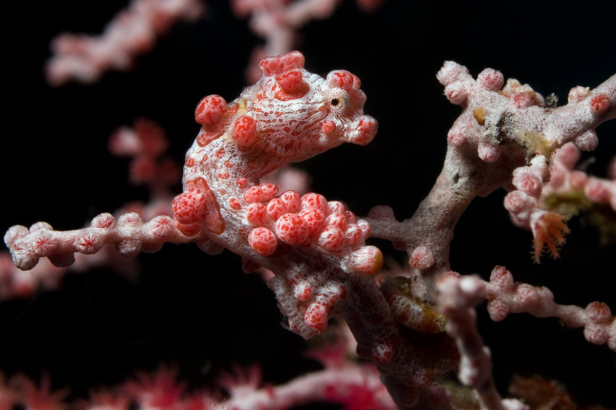Pygmy seahorse - Diving Gangga Island House Reef in North Sulawesi