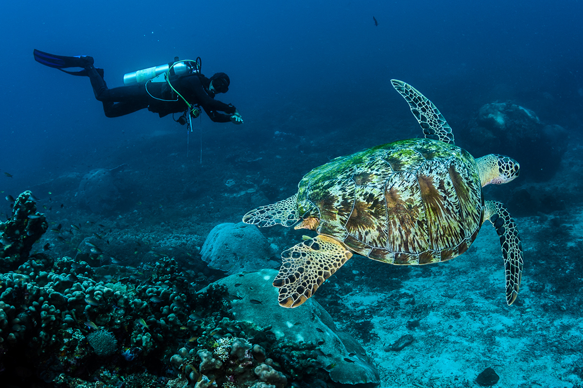 Diving Gangga Island’s House Reef in North Sulawesi