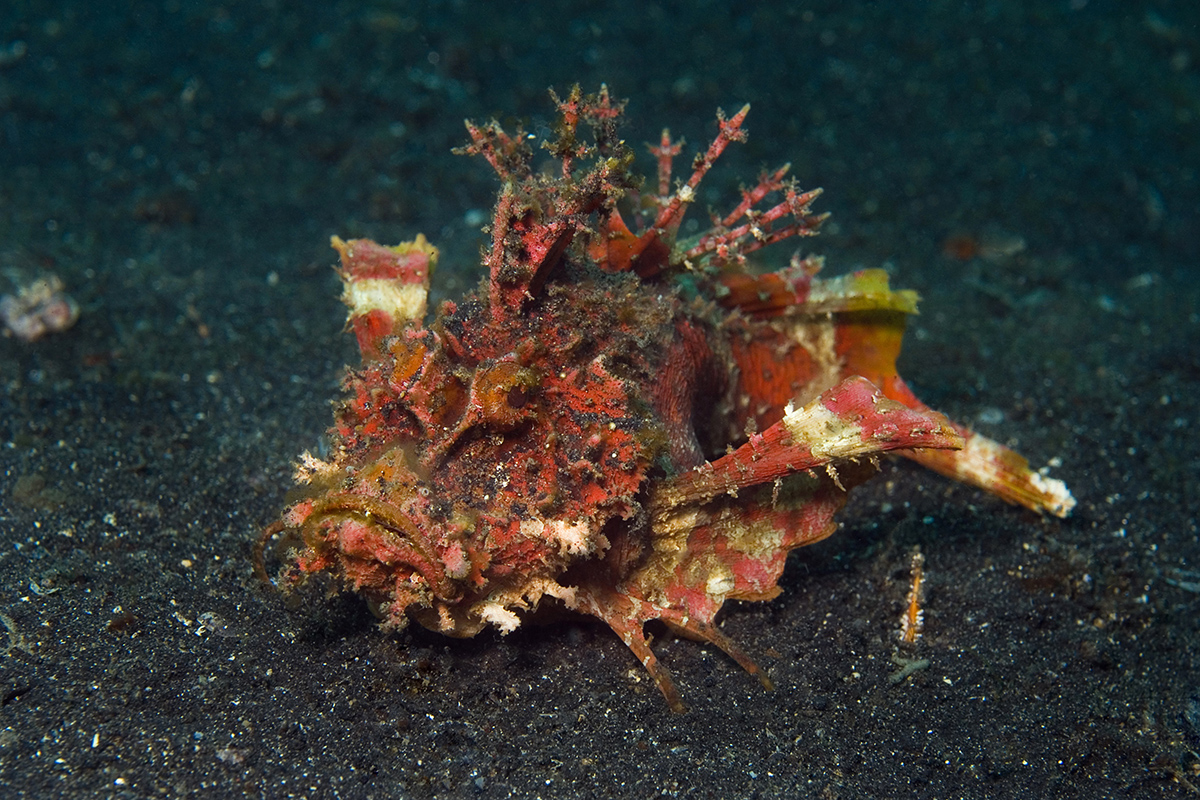 Scorpion fish - Diving Gangga Island House Reef in North Sulawesi