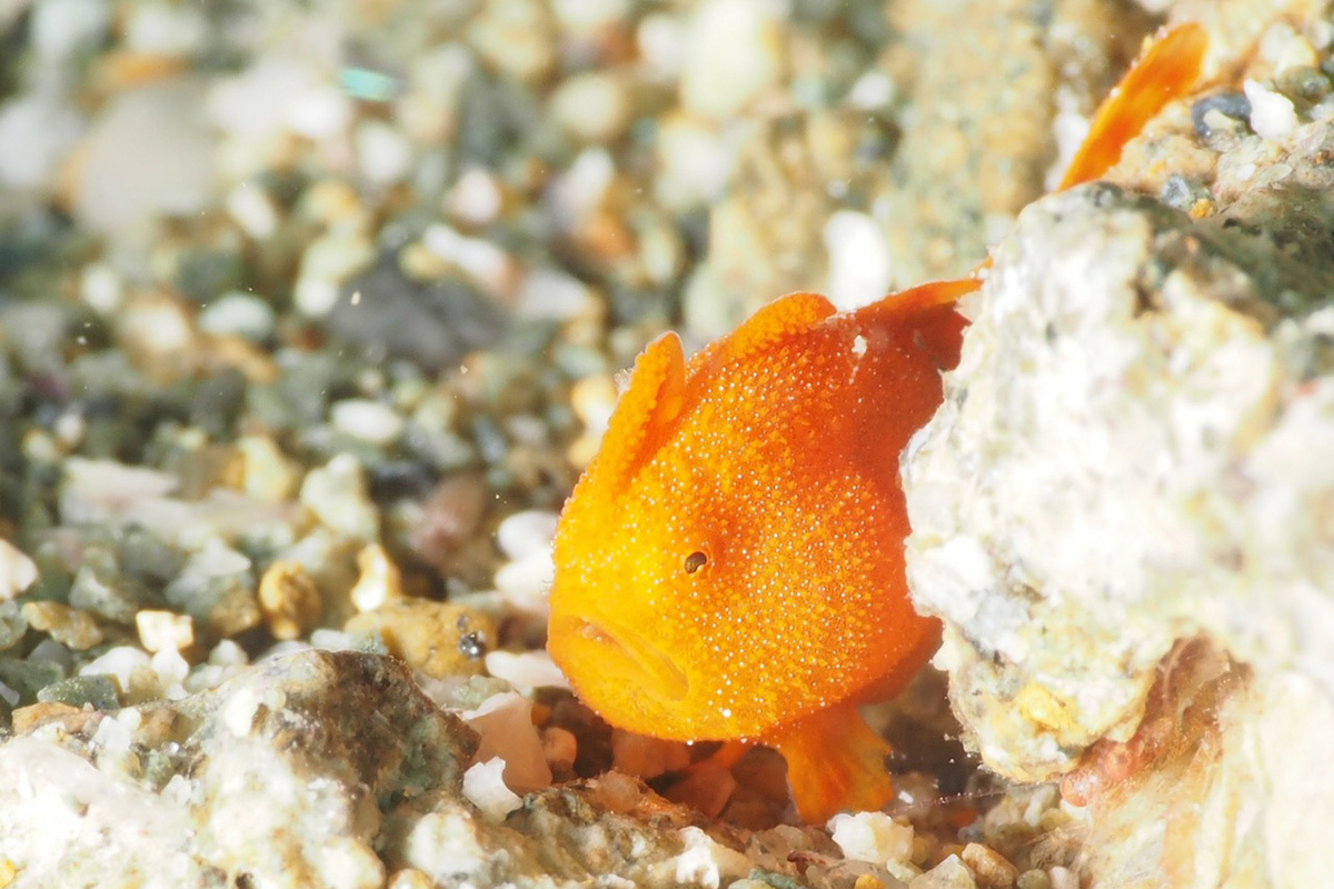 A Guide to the Frogfish of North Sulawesi