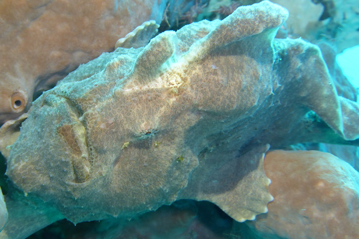 A Guide to the Frogfish of North Sulawesi