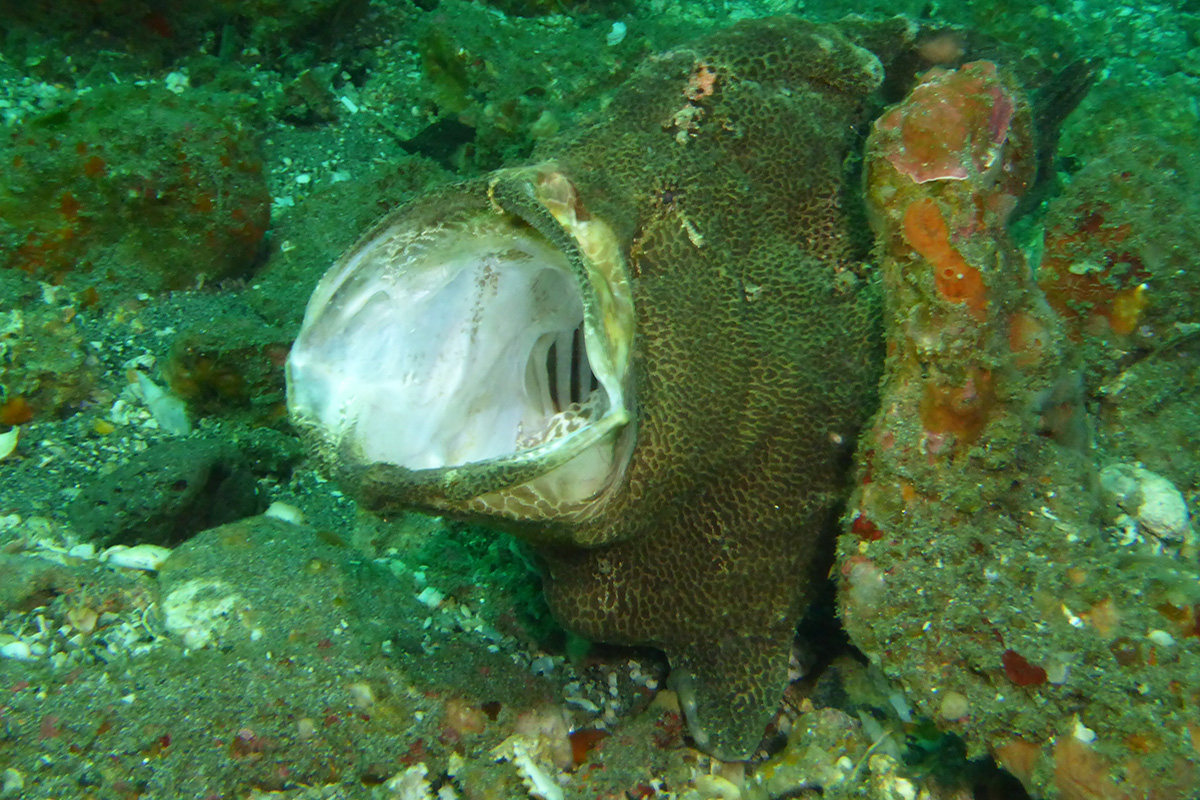 A Guide to the Frogfish of North Sulawesi