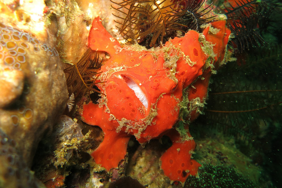 A Guide to the Frogfish of North Sulawesi