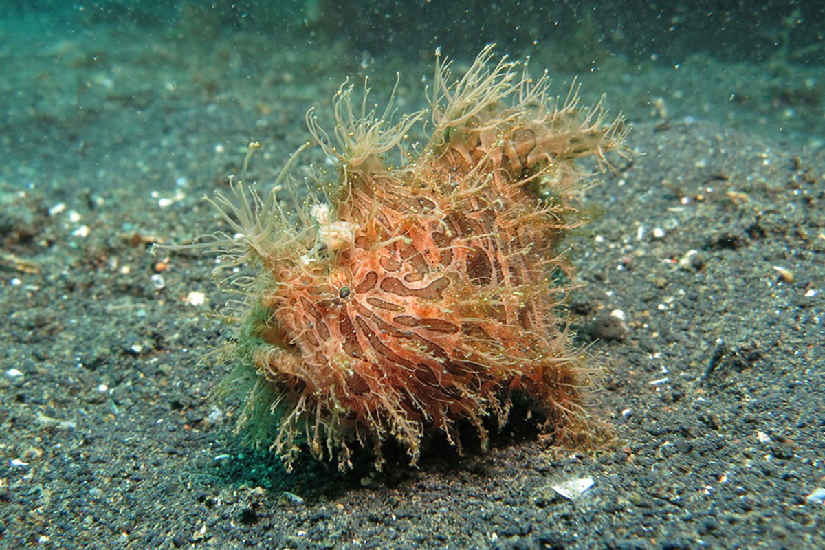 A Guide to the Frogfish of North Sulawesi