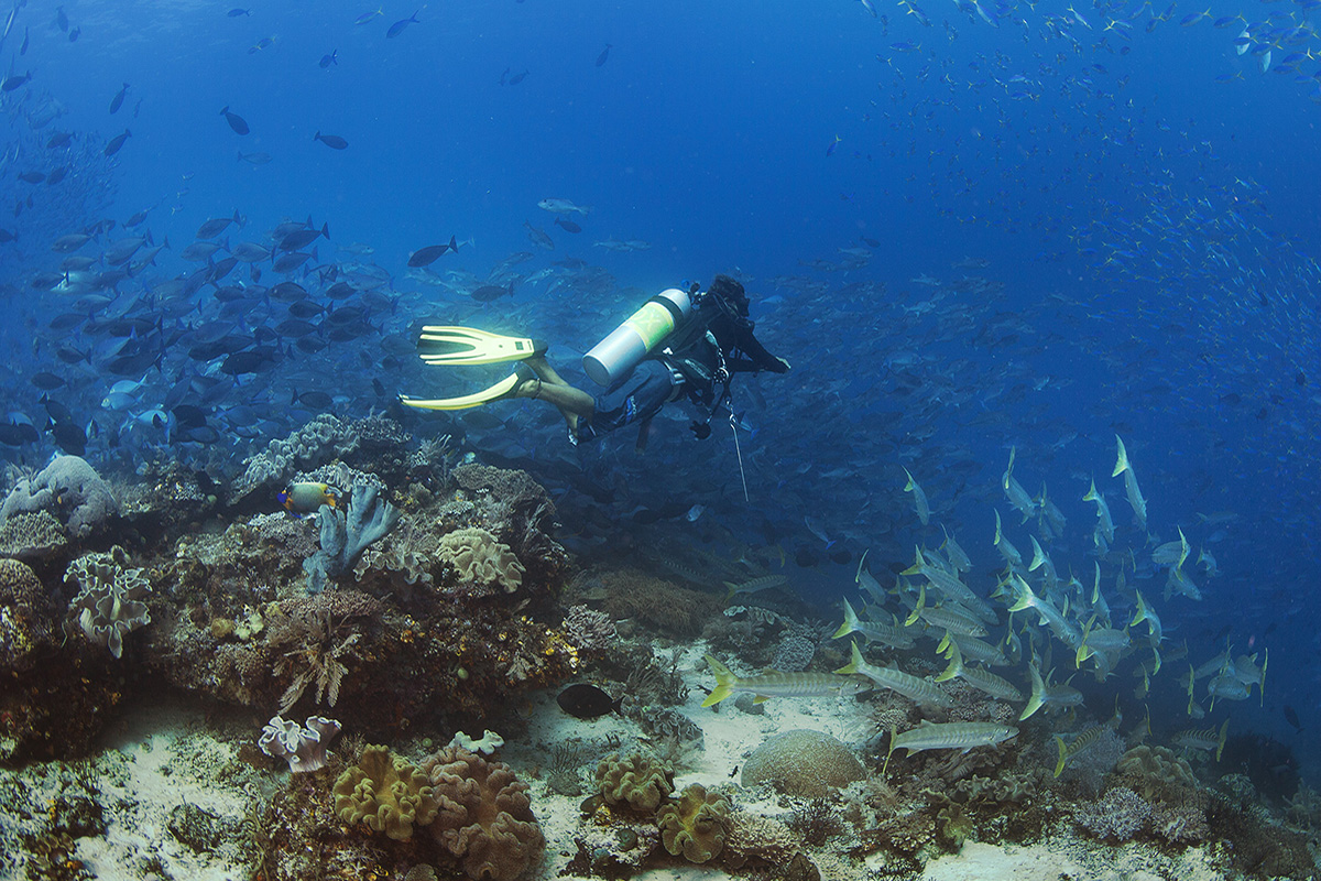 Diving in North Sulawesi with Gangga Divers